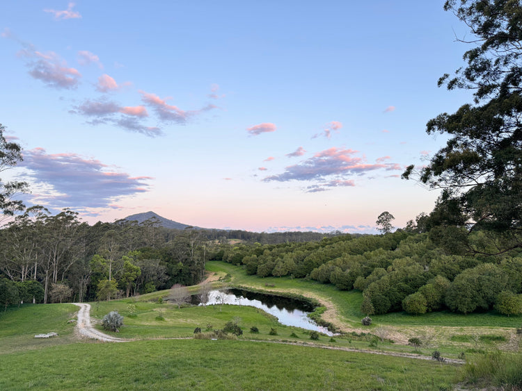 Dusk is pink clouds looking out over the macadamia orchards in the Nambucca Valley.
