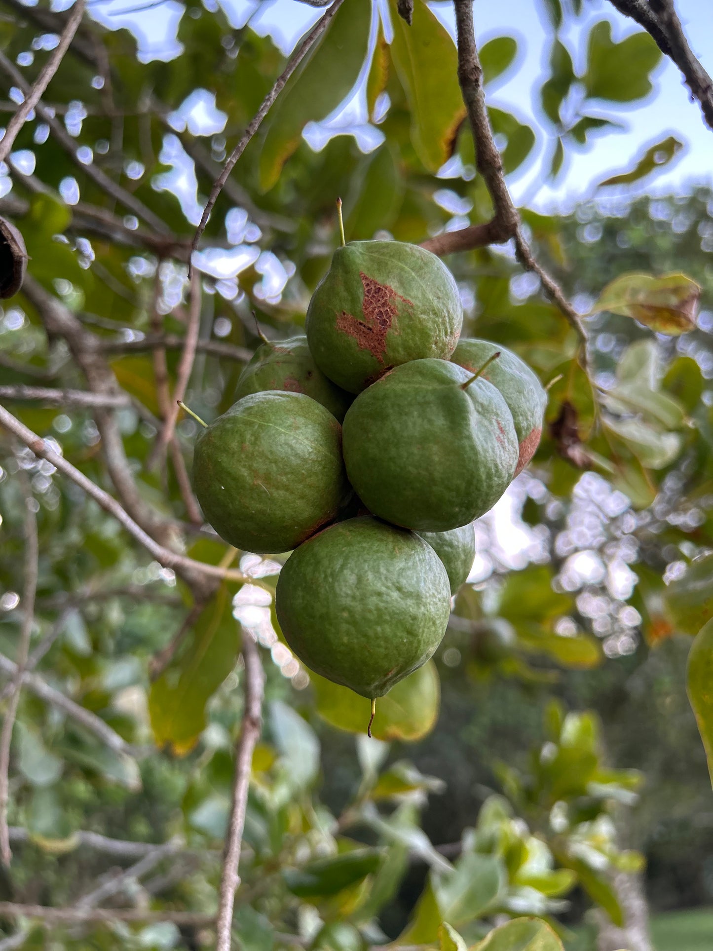 Cold Pressed Premium Macadamia Oil 250ml - Macnuts