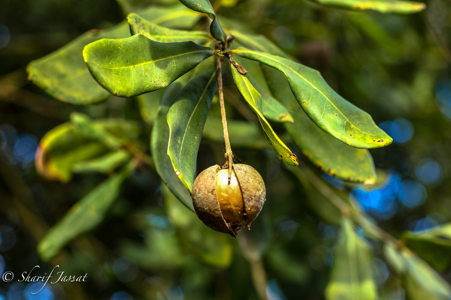 macadamia nut ready to harvest - macnuts