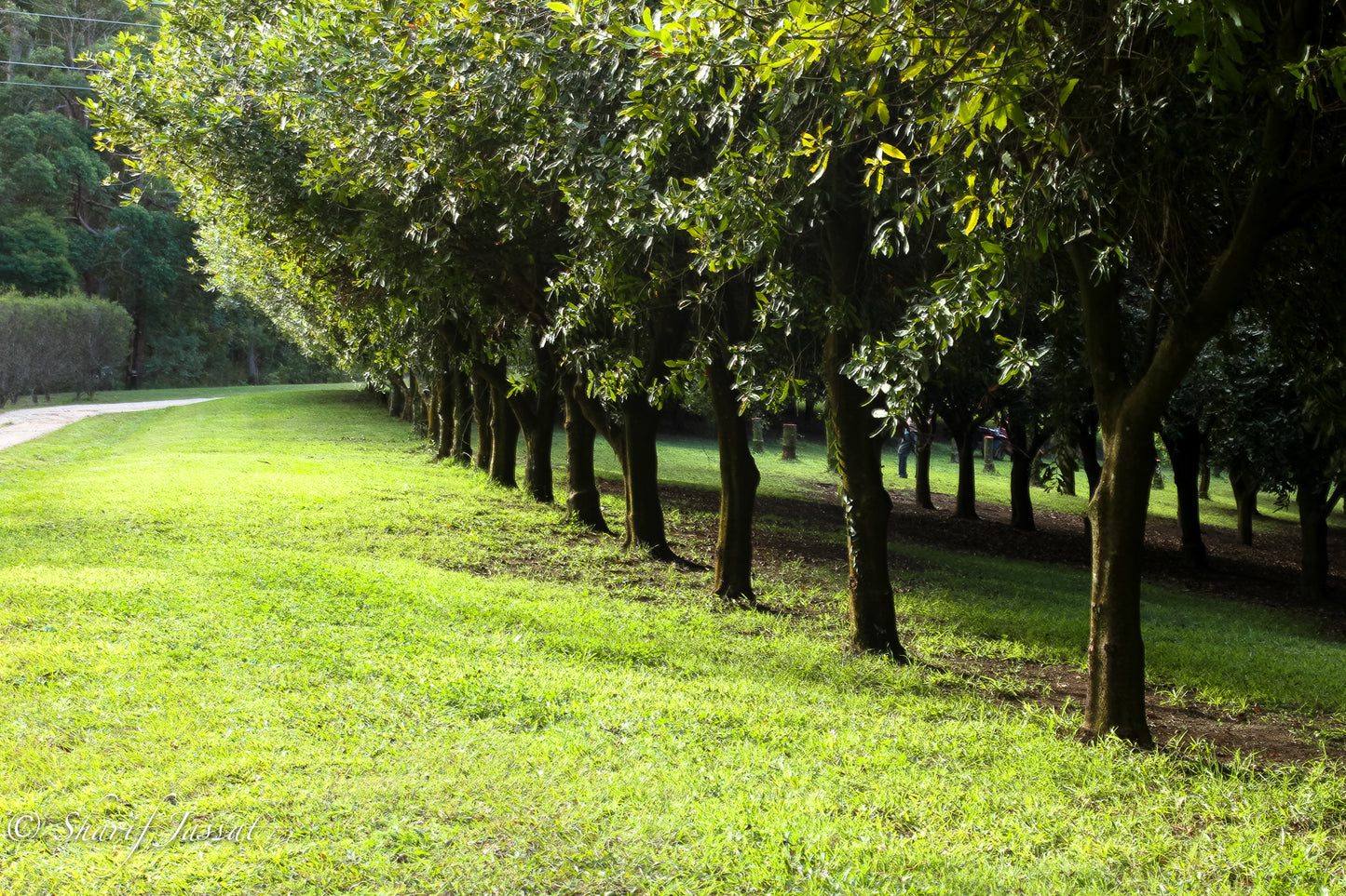 Macadamia orchard line of trees.