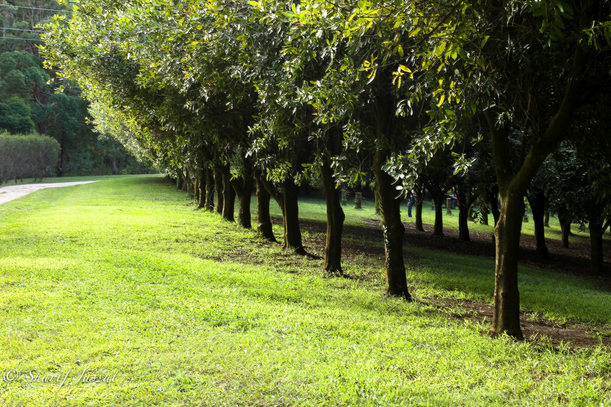 Macadamia orchard line of trees.