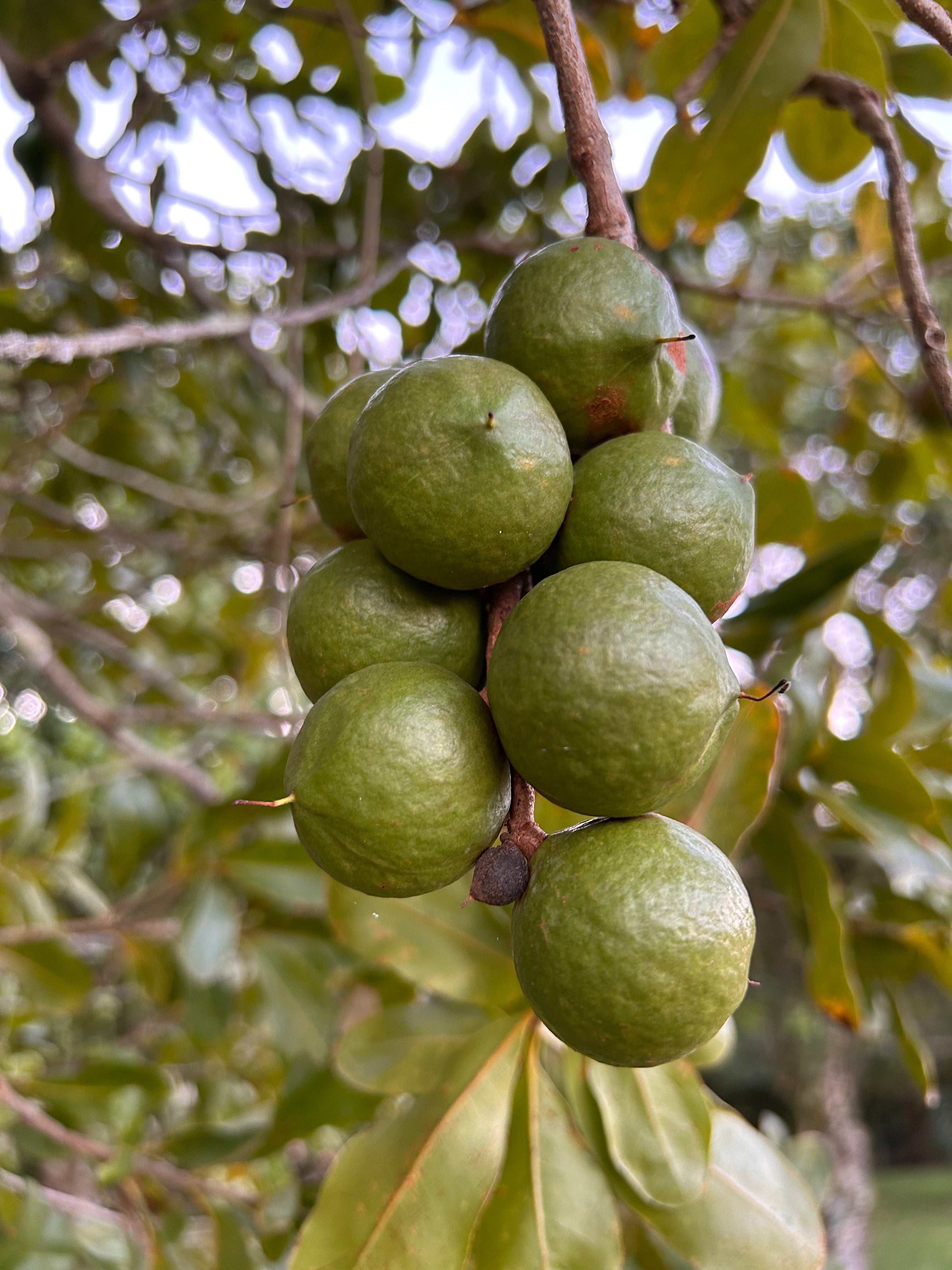 Clusters of Macadamia Nuts on a tree.