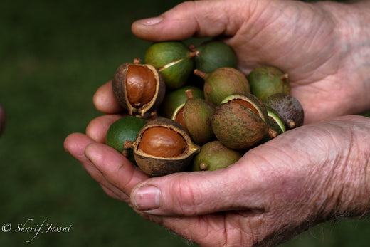 Hand holding unprocessed. macadamias