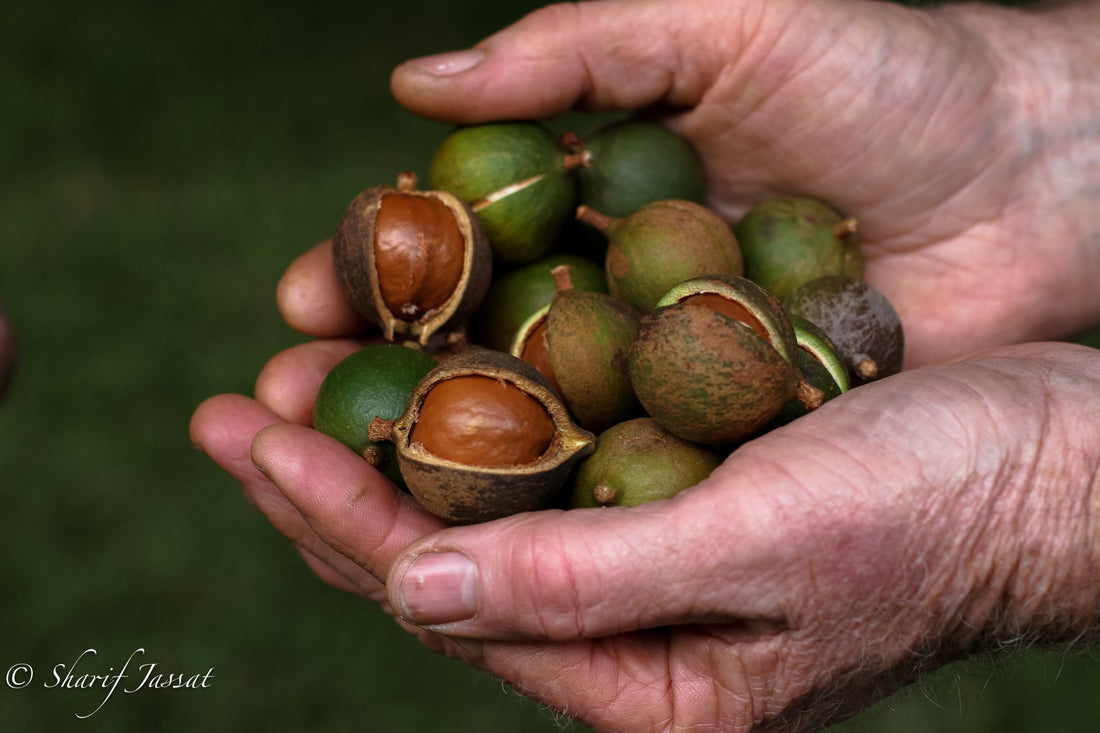 Navigating Menopause: How Macadamias Can Help