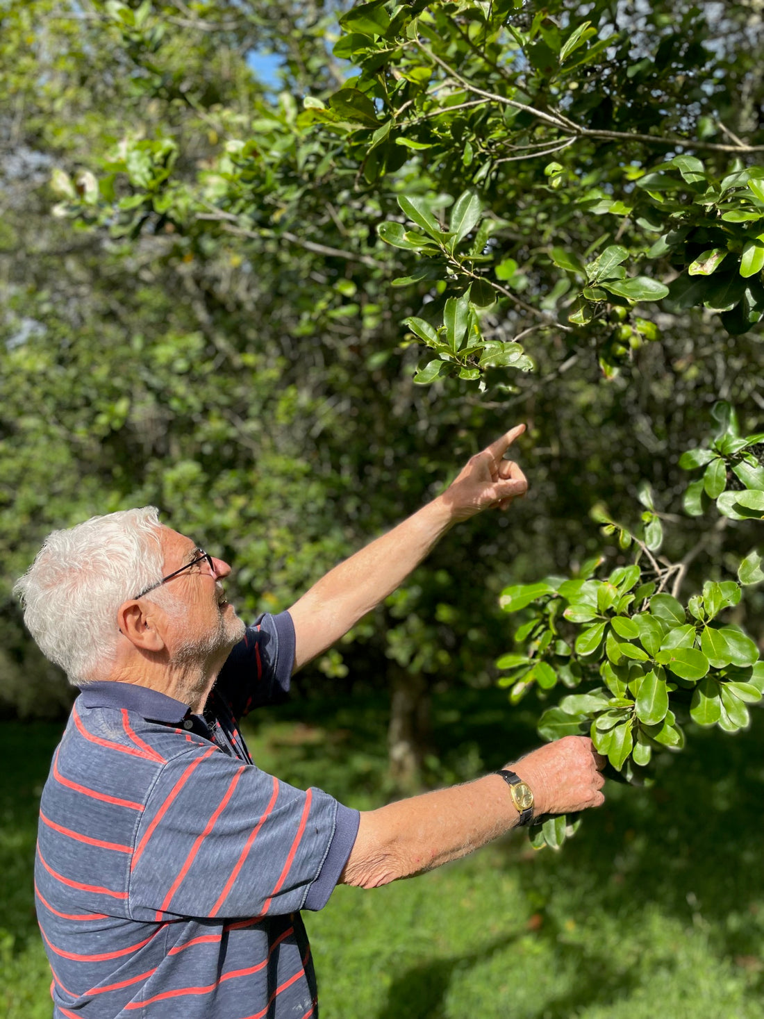 Macadamia farmer Murray inspecting his organic macadamias