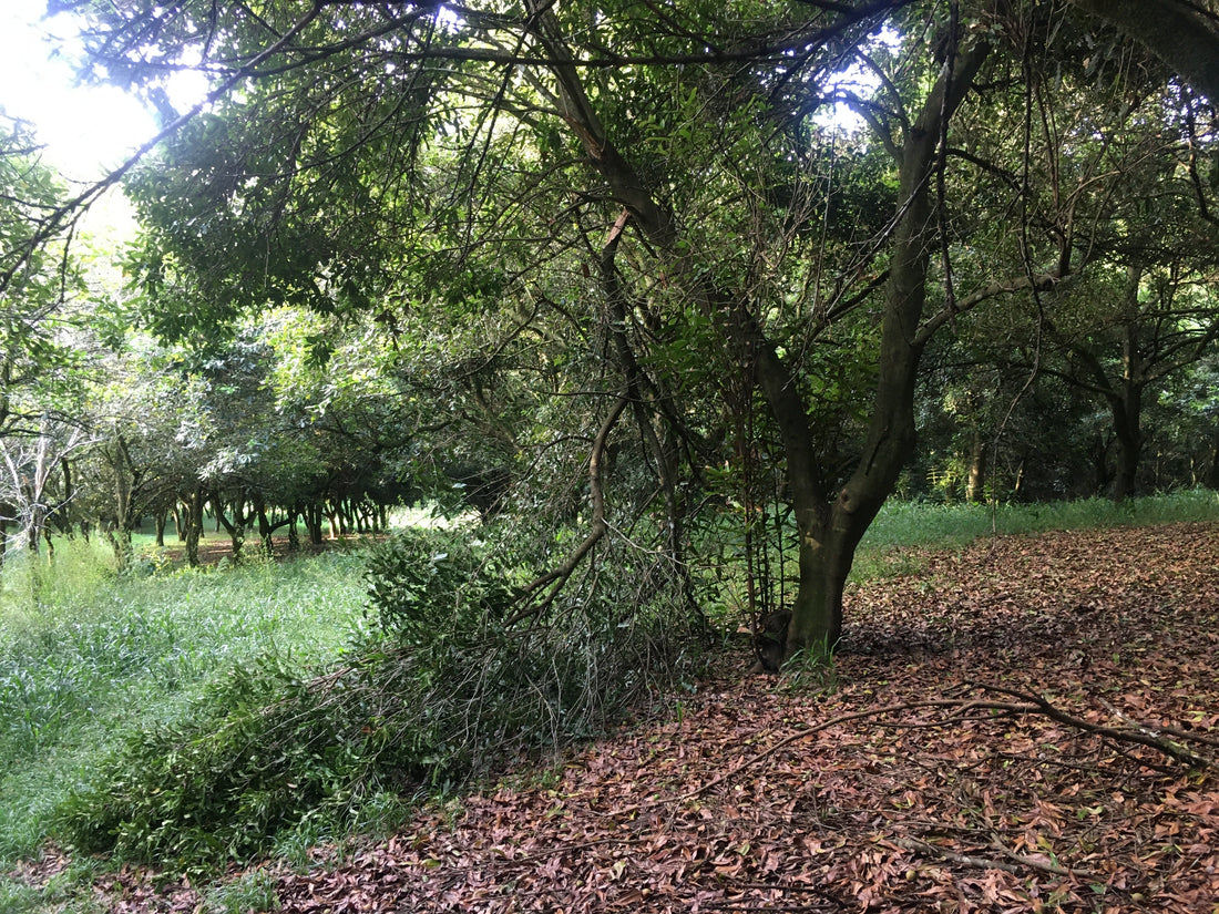 Cyclone Alfred's Impact on Macadamia Farms in the Nambucca Valley