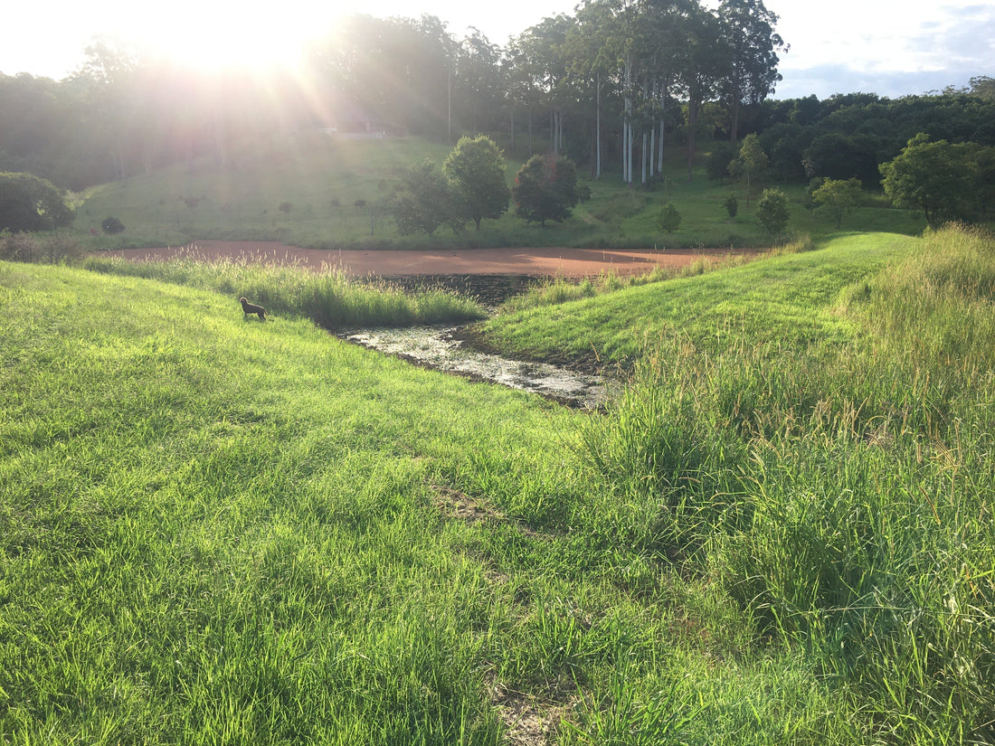 Macadamia Season Update: Delays, Optimism & a Sweet End-of-Season Deal!
