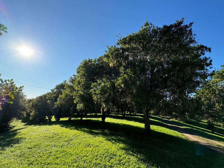 A stunning day on the organic macadamia orchard in the Nambucca Valley.