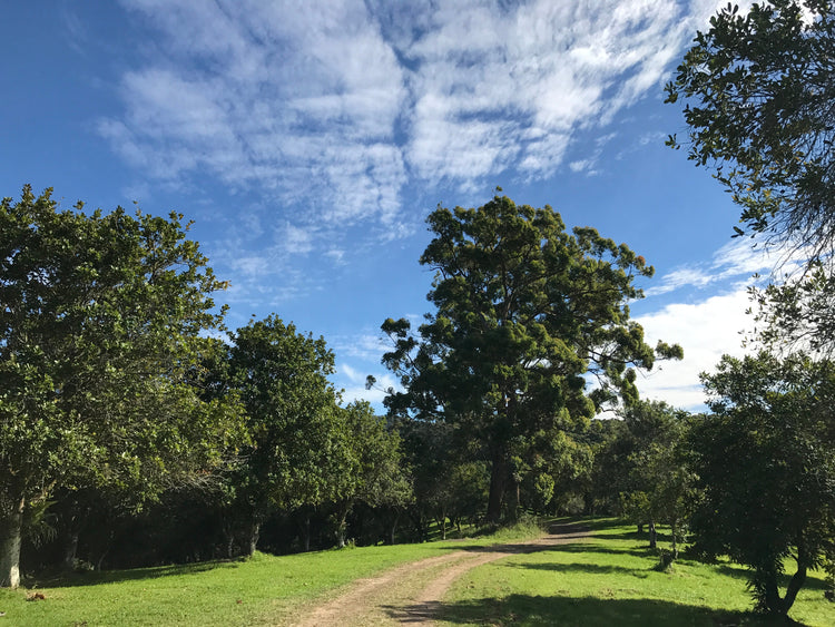 Blue sky day at a macadamia farm's road in.