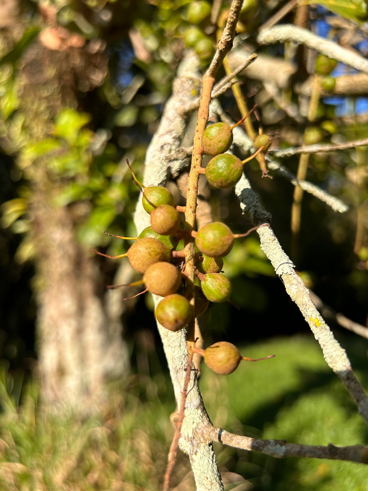 Budding Macadamia Nuts in November High Hopes farm Valla