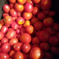 The tomato harvest at Rainbow valley. Did you know tomatos are heart healthy and support brain function. What better reason to eat Rainbow Valley Harvest - Macnuts