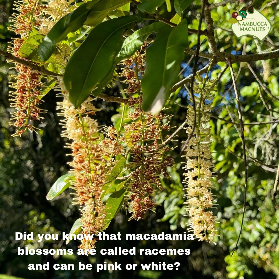 Racemes are the name given to macadamia blossoms - Macnuts