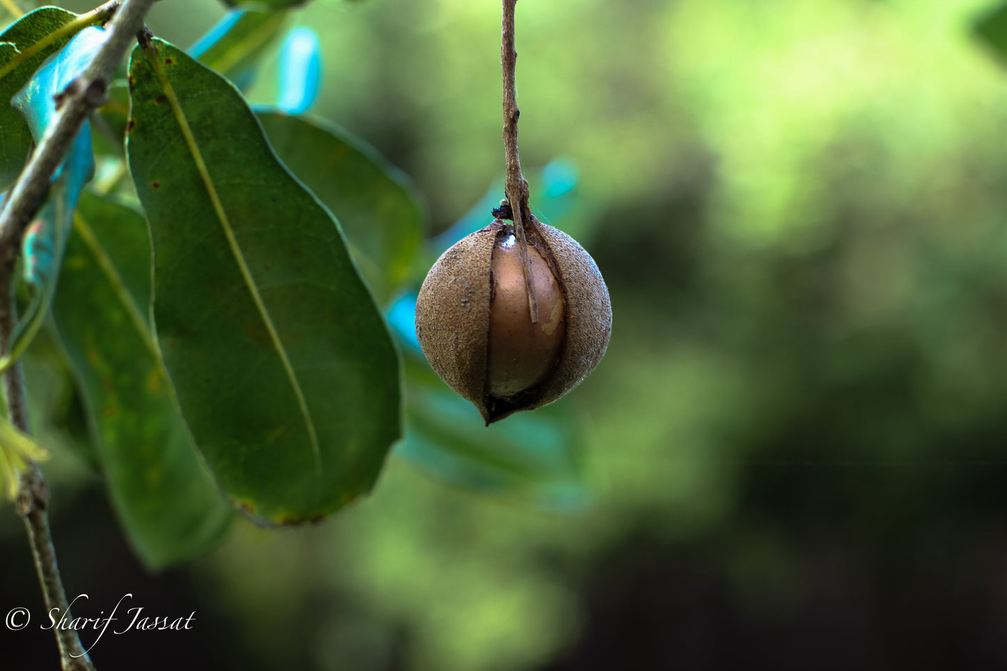 single macadamia nut on tree - Macnuts