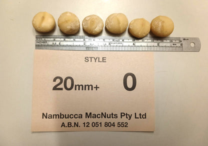 Premium Extra Style O Large Whole - 22mm+