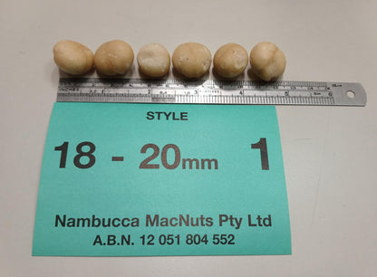 Premium Style 1 Large Whole - 17-22mm